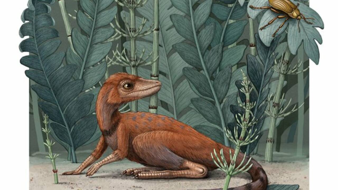 Un ancêtre des dinosaures pas plus grand qu'une tasse à café découvert à Madagascar