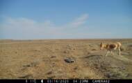 Aby uzyskać premierę fois depuis 65 ans, un âne sauvage asiatique aperçu dans les steppes orientales de Mongolie