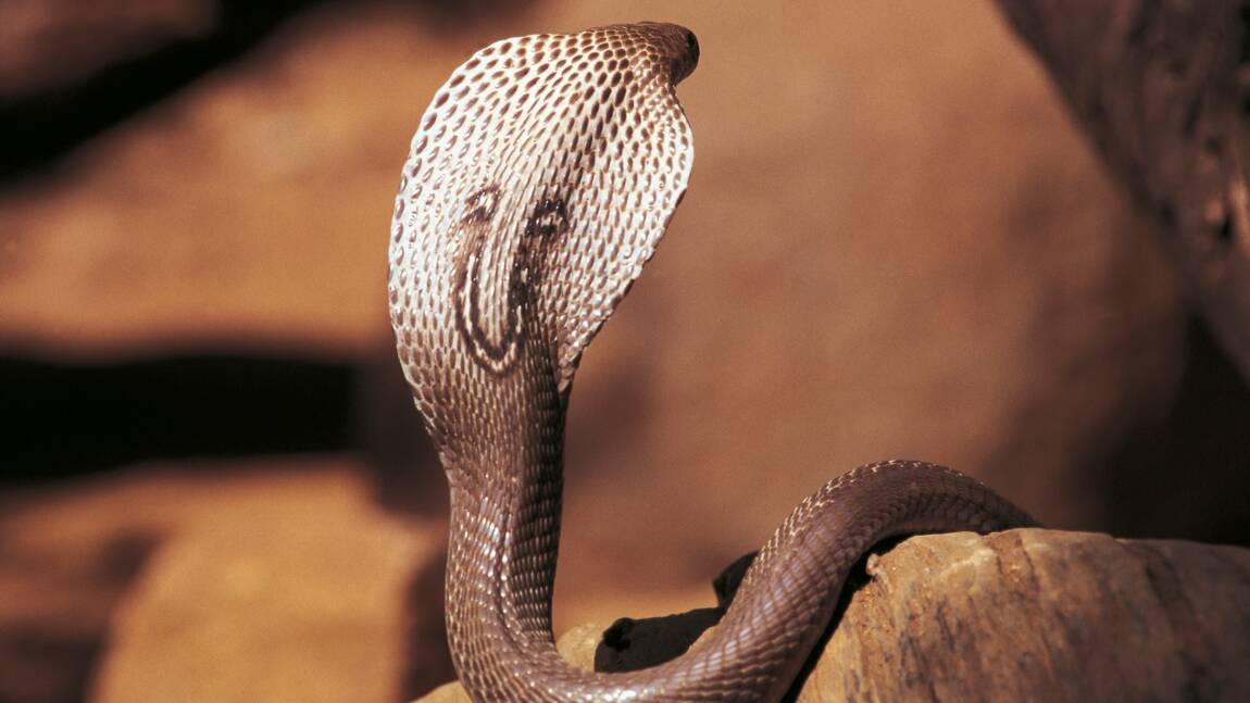 Serpents : l'espoir d'un antivenin efficace contre les morsures de cobras indiens