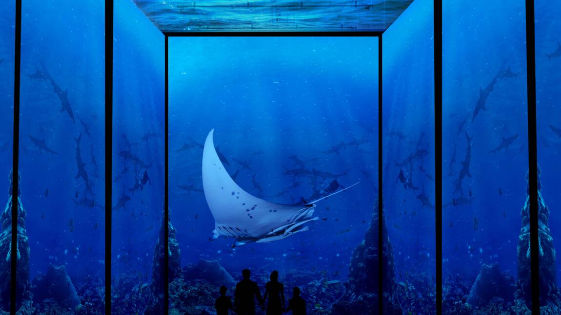 Le Musée océanographique de Monaco propose de "plonger" en immersion sur la Grande Barrière de corail