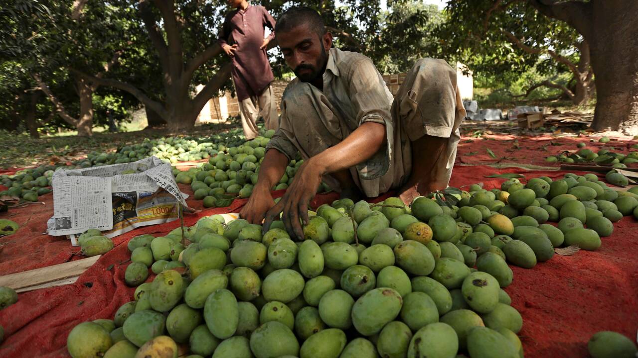 Mauvaises récoltes et coronavirus : au Pakistan, les producteurs de mangues virent à l'aigre