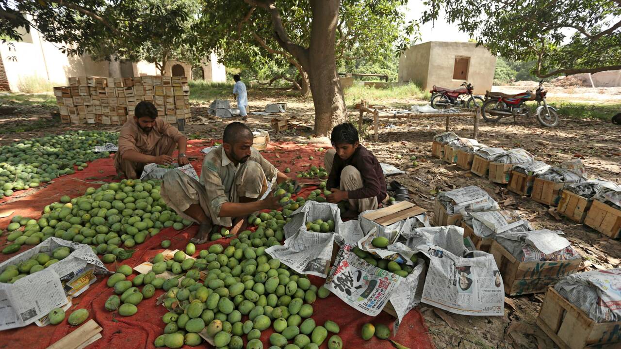 Mauvaises récoltes et coronavirus : au Pakistan, les producteurs de mangues virent à l'aigre