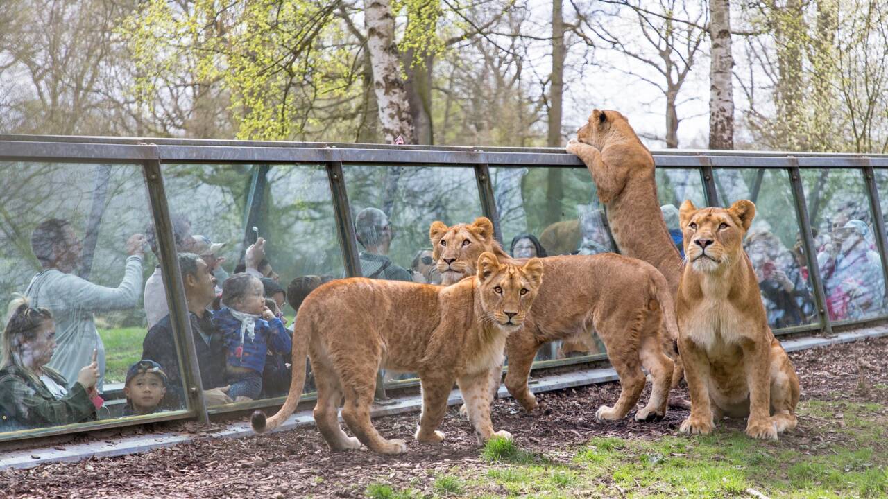 Quels sont les plus beaux zoos de France ?