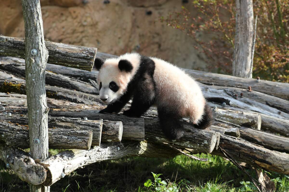Panda roux de l'Ouest - Thoiry Zoo Safari