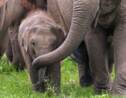 De rares éléphants jumeaux seraient nés dans un parc national du Sri Lanka