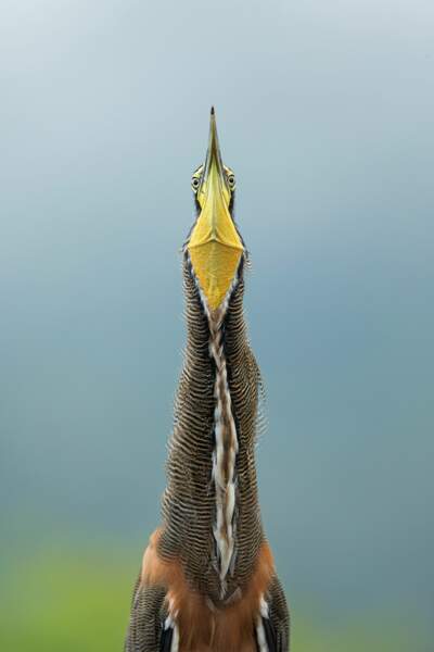 Les splendides photos d'oiseaux primées par les Audubon Photography Awards 2020 ! (Photos + vidéo sur Bidfoly.com) Par Emeline Férard (Géo.fr) L-art-de-la-pose