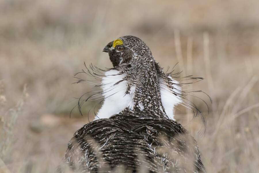 Les splendides photos d'oiseaux primées par les Audubon Photography Awards 2020 ! (Photos + vidéo sur Bidfoly.com) Par Emeline Férard (Géo.fr) Tetras-paradeur