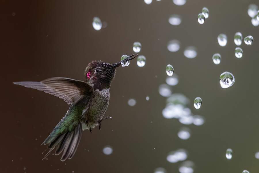 Les splendides photos d'oiseaux primées par les Audubon Photography Awards 2020 ! (Photos + vidéo sur Bidfoly.com) Par Emeline Férard (Géo.fr) Jeu-d-eau