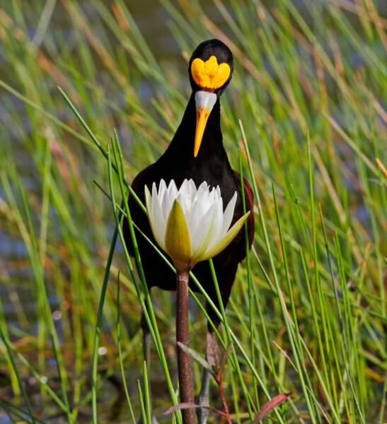 Les splendides photos d'oiseaux primées par les Audubon Photography Awards 2020 ! (Photos + vidéo sur Bidfoly.com) Par Emeline Férard (Géo.fr) Fleur-o-ma-belle-fleur