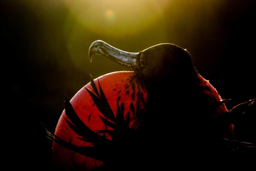 Les splendides photos d'oiseaux primées par les Audubon Photography Awards 2020 ! (Photos + vidéo sur Bidfoly.com) Par Emeline Férard (Géo.fr) Parade-au-soleil-couchant