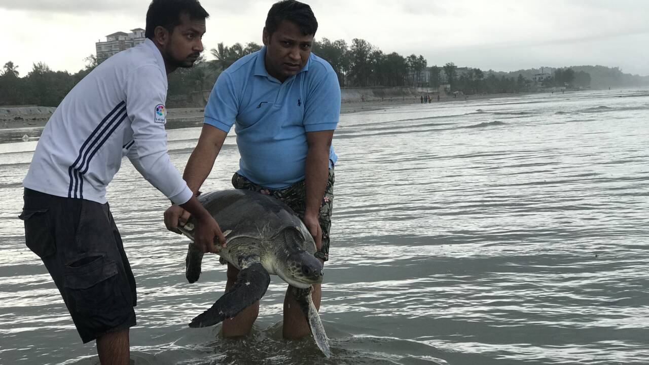 Bangladesh: course pour sauver des tortues prises dans une marée géante de plastiques