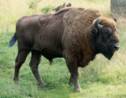 Des bisons vont être réintroduits au Royaume-Uni des milliers d'années après leur disparition