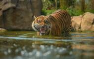 What are the most beautiful zoos in Europe?