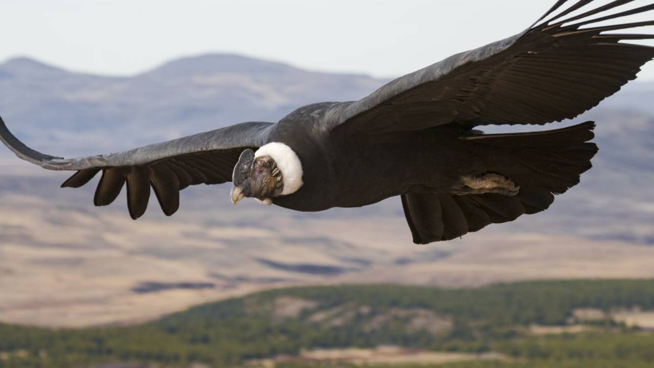 Le condor des Andes peut voler pendant des heures sans battre des ailes