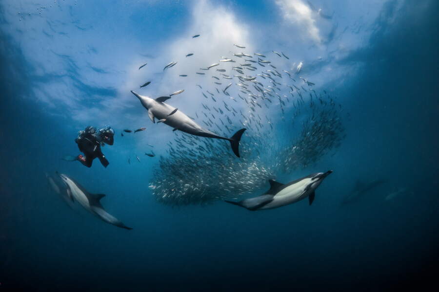 Les 20 000 Merveilles Sous Les Mers Du Photographe Plongeur Greg Lecœur ...