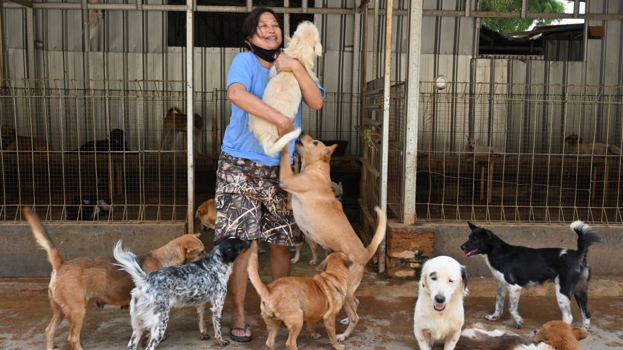 Le docteur indonésien qui sauve les chiens victimes de la pandémie