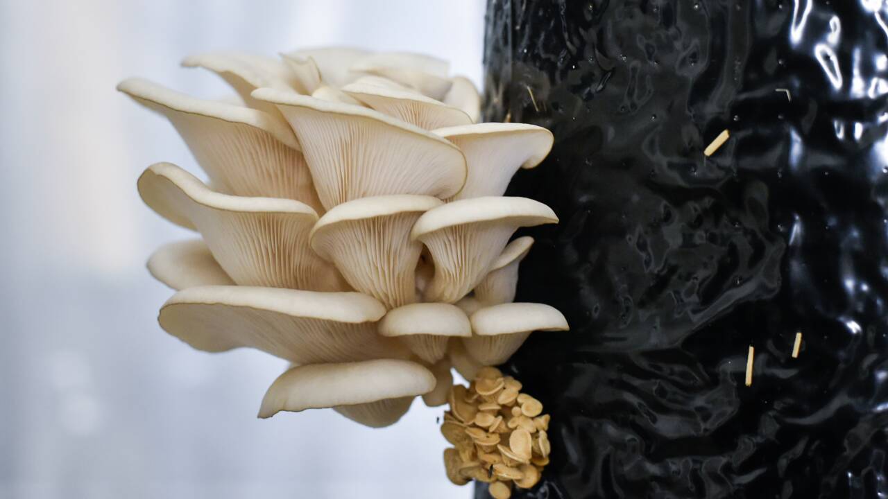 Des champignons cultivés sur du marc de café, une autre façon de voir l'avenir