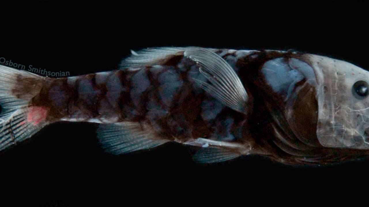 Des scientifiques percent le secret des poissons ultra-noirs des abysses