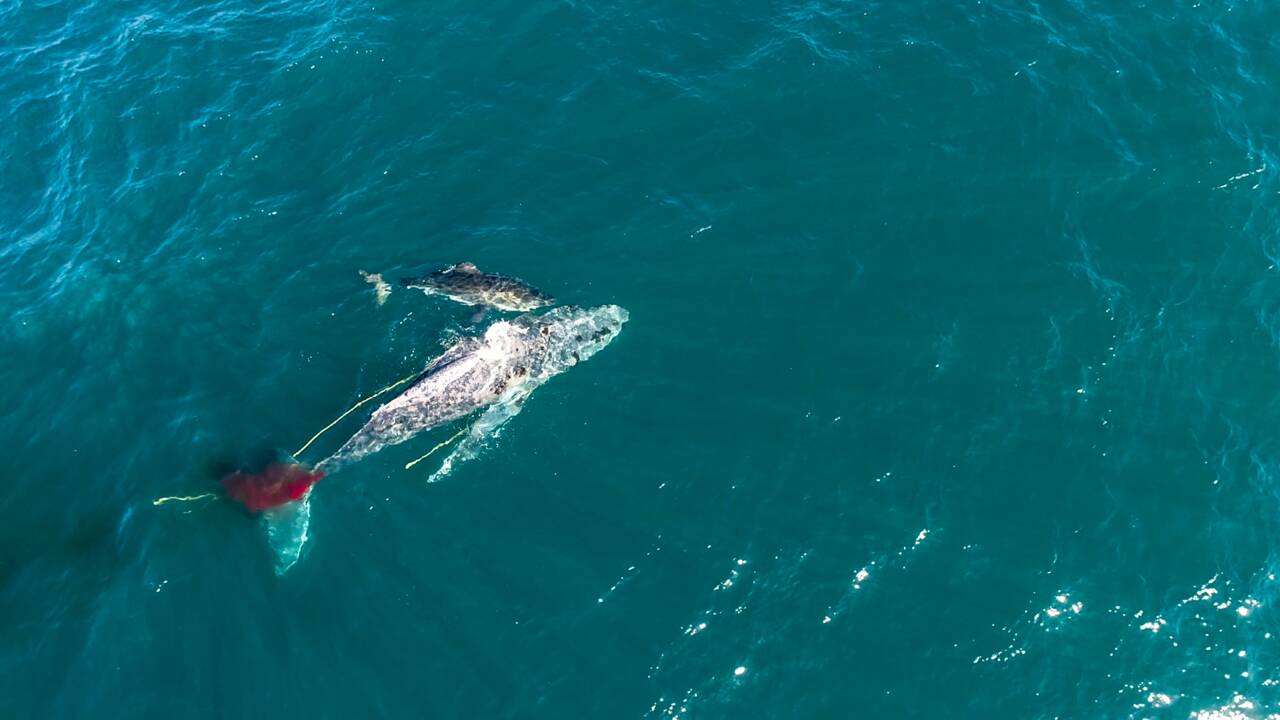 Un drone immortalise une scène rare d'un requin blanc chassant une baleine