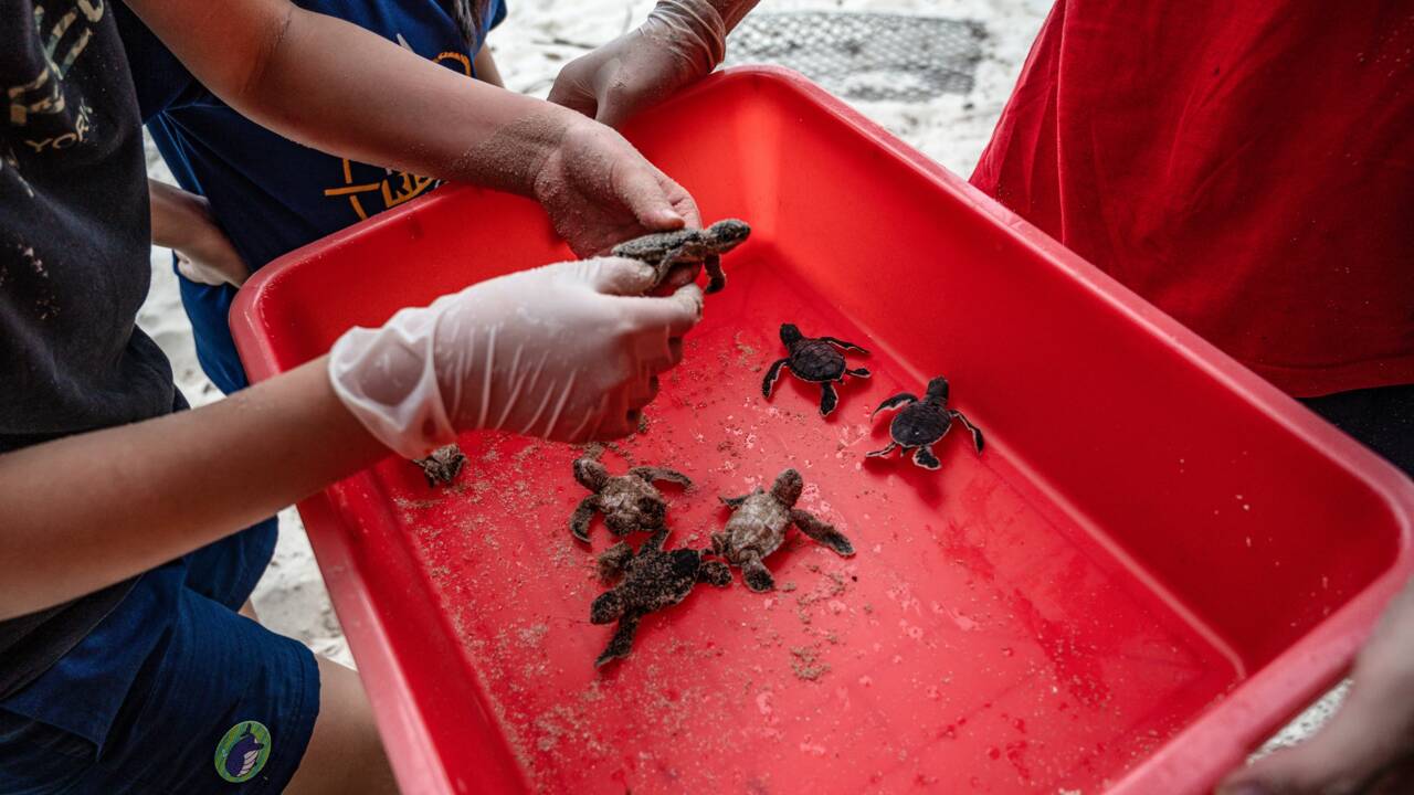 Un pilleur de nids devenu protecteur des tortues en Malaisie