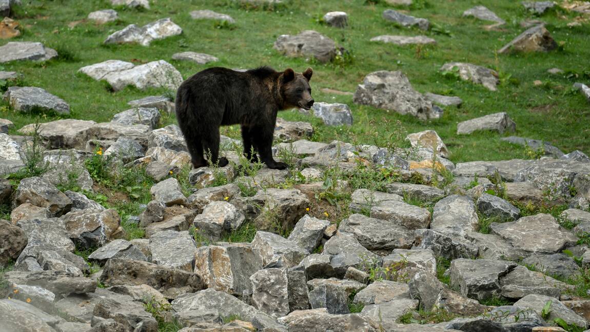 Pas d'ours "à problème" observés jusque là en Ariège, rassure l'OFB