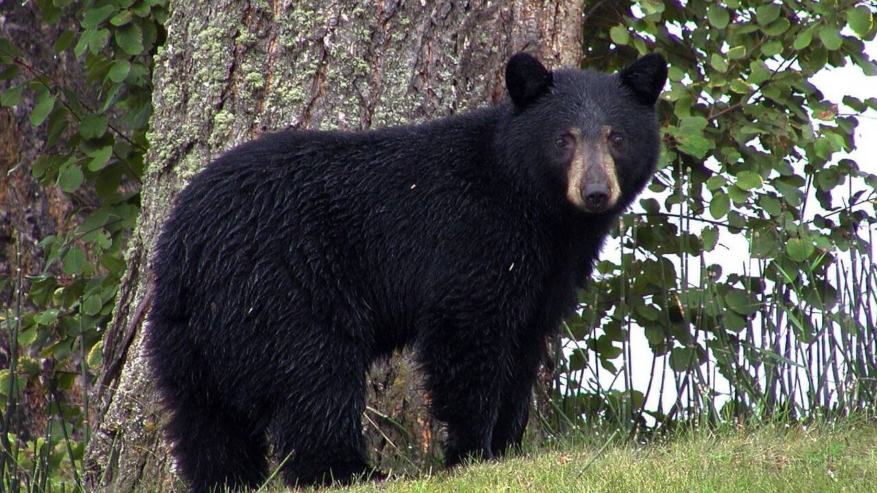 Un ours très curieux devient la star du web en tentant de jouer avec des touristes
