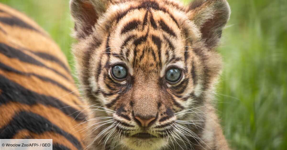 Naissance D Un Tigre De Sumatra Rarissime Dans Un Zoo De Pologne Geo Fr