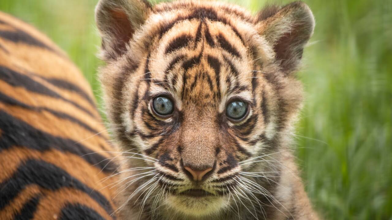 Naissance d'un tigre de Sumatra rarissime, dans un zoo de Pologne