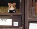 Dans le Haut-Rhin, une pouponnière pour sauver le grand hamster d'Alsace