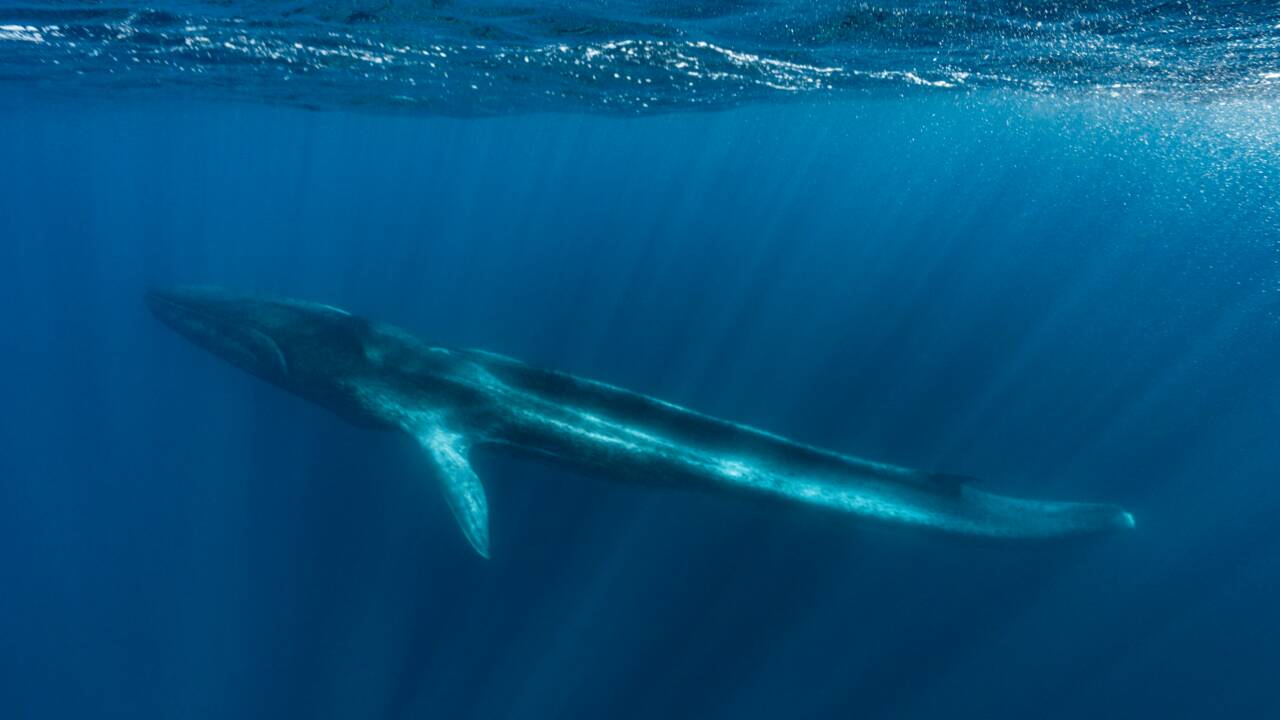 Ce que l'on sait de la baleine amputée de sa queue qui agonise en Méditerranée