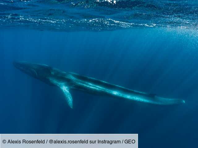 Piscine La Baleine Bleue