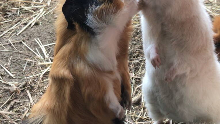 Contre l'abandon des animaux de compagnie 10 photos
