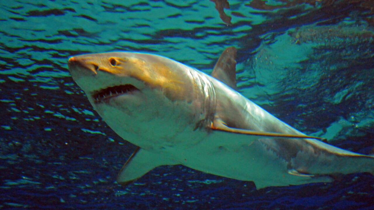Une femme meurt après une attaque de grand requin blanc dans le Maine