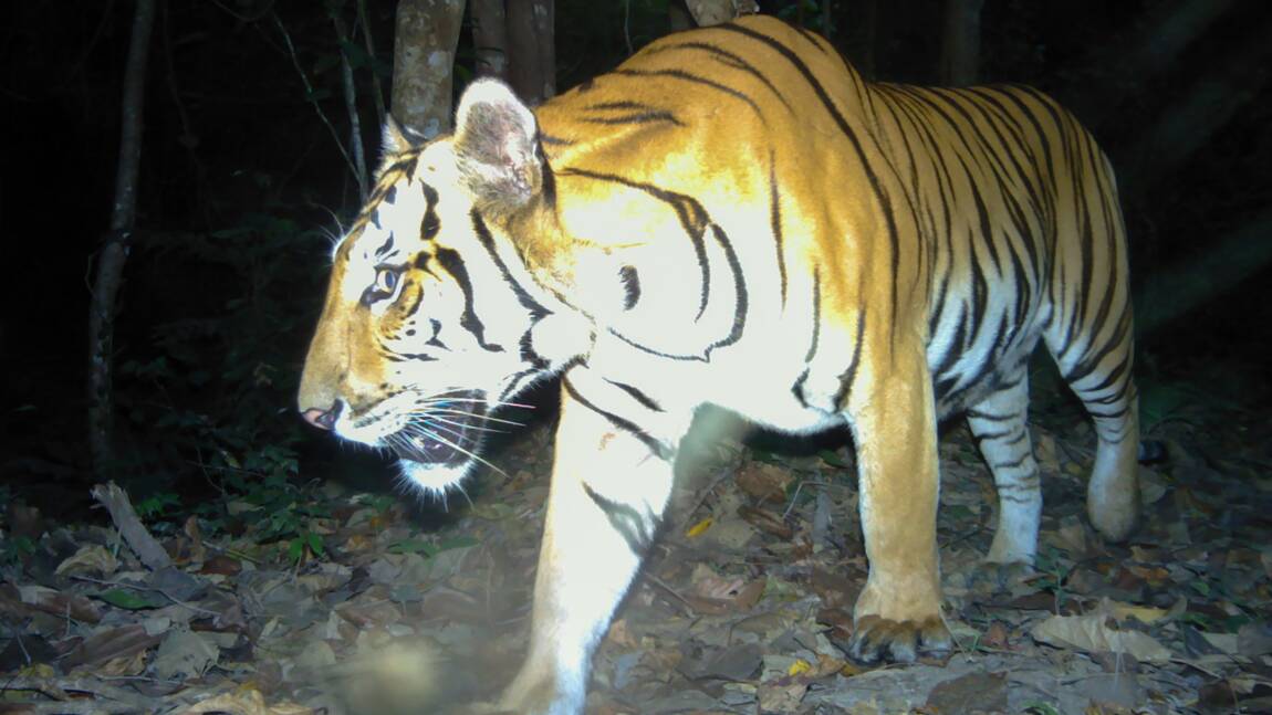 Thaïlande: le nombre de tigres remonte très lentement mais le félin reste menacé