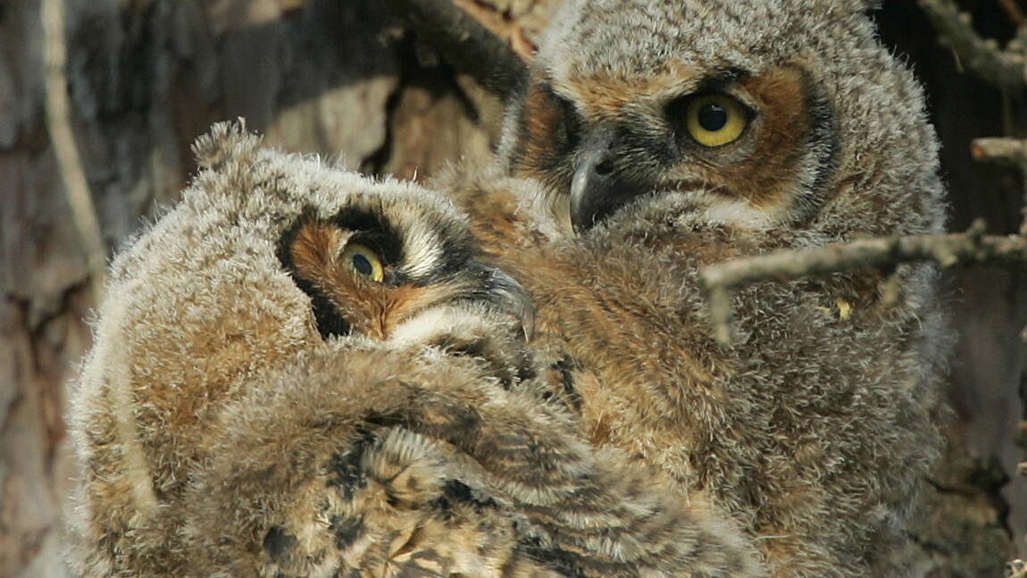 Naissance Exceptionnelle De Hiboux Grands Ducs A La Citadelle De Besancon Geo Fr
