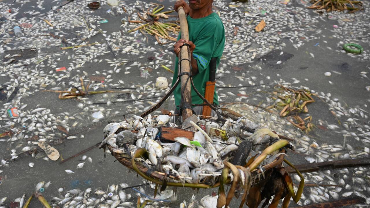 Les Philippines, pays le plus dangereux d'Asie pour les défenseurs de l'environnement