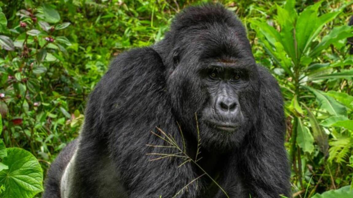 Le tueur du gorille Rafiki écope d'une lourde peine de prison