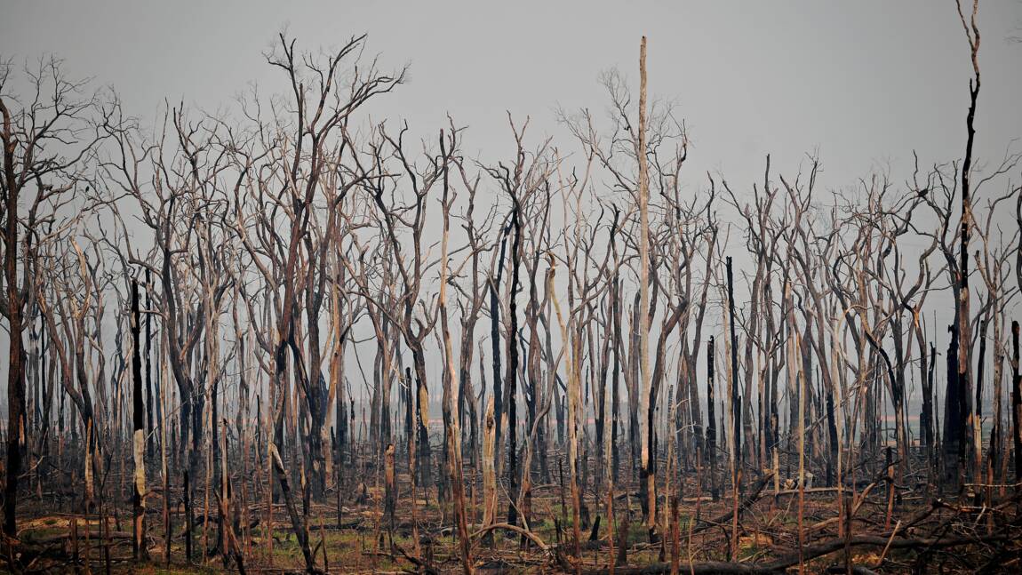 Augmentation de 28% des incendies en Amazonie brésilienne en juillet