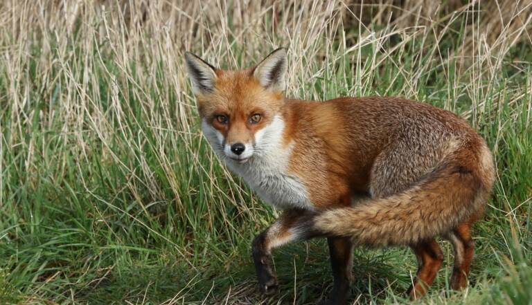 A Berlin Un Renard Pris En Flagrant Delit Apres Avoir Vole Une Centaine De Chaussures Geo Fr