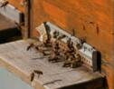 Du plomb de l'incendie de Notre-Dame retrouvé dans le miel de ruches parisiennes
