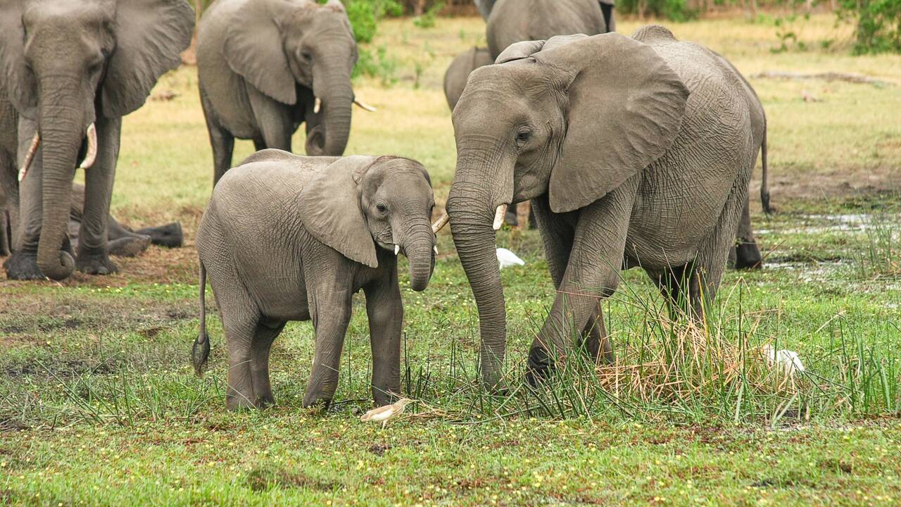 Botswana : le mystère de la mort de centaines d'éléphants bientôt résolu ?