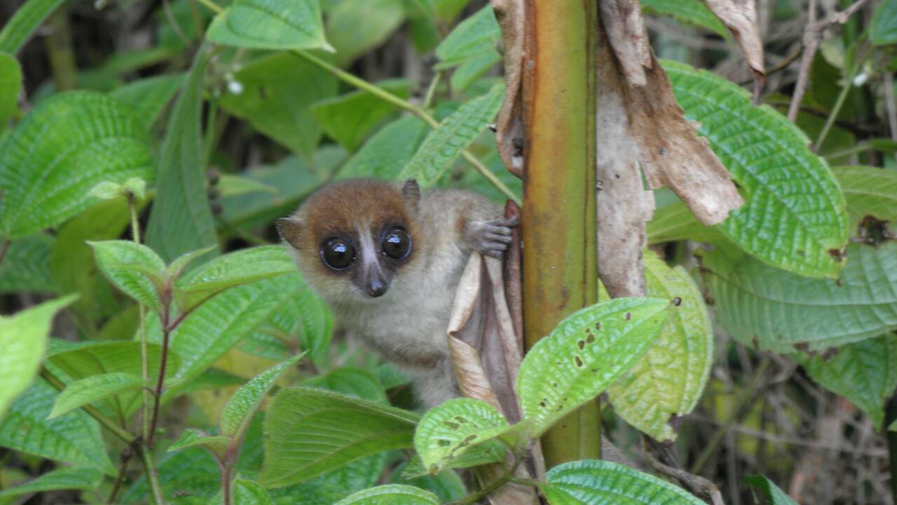 Une nouvelle espèce de petit lémurien identifiée à Madagascar