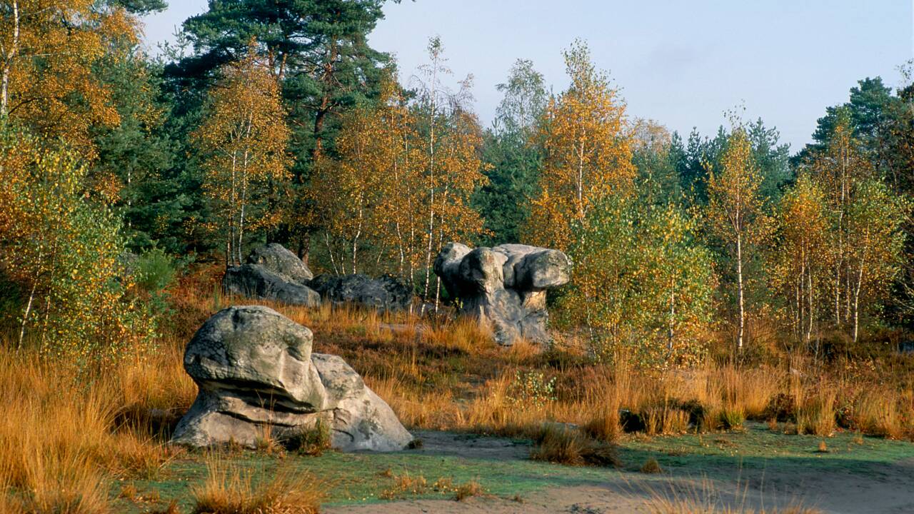 En forêt de Fontainebleau, à la découverte d'un vaste site d'art rupestre méconnu