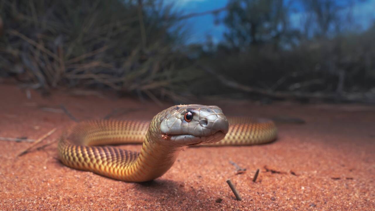 Australie : Critterpedia, l'appli qui vous dit si une araignée ou un serpent est dangereux