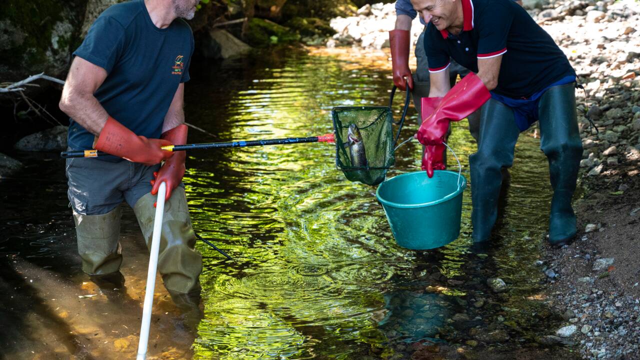 Alerte à la sécheresse dans les Vosges : le déménagement forcé de poissons en manque d'eau