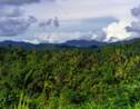La Nouvelle-Guinée serait l'île qui abrite la plus grande diversité végétale au monde