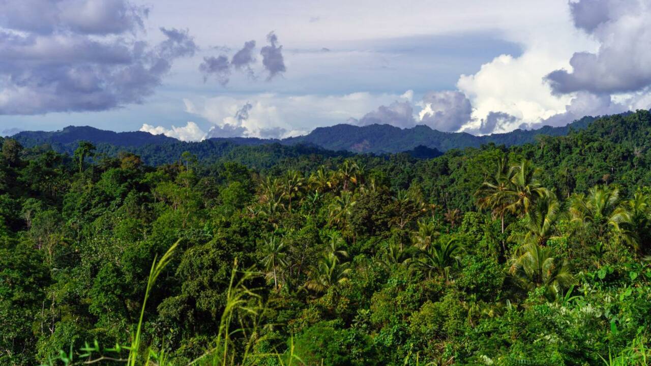 La Nouvelle-Guinée serait l'île qui abrite la plus grande diversité végétale au monde