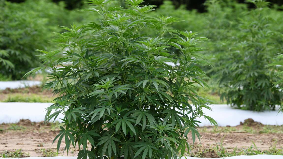 Aux Etats Unis Les Producteurs De Chanvre Doivent Faire Face Aux Policiers Et Aux Voleurs Geo Fr