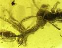 Une "fourmi infernale" piégée depuis 99 millions d'années avec sa proie dans de l'ambre