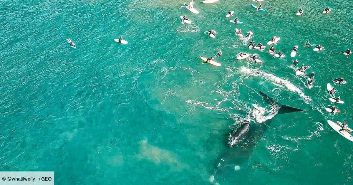 Australie Les Images Impressionnantes D Une Baleine Ecartant Des Surfeurs Pour Proteger Son Bebe Geo Fr